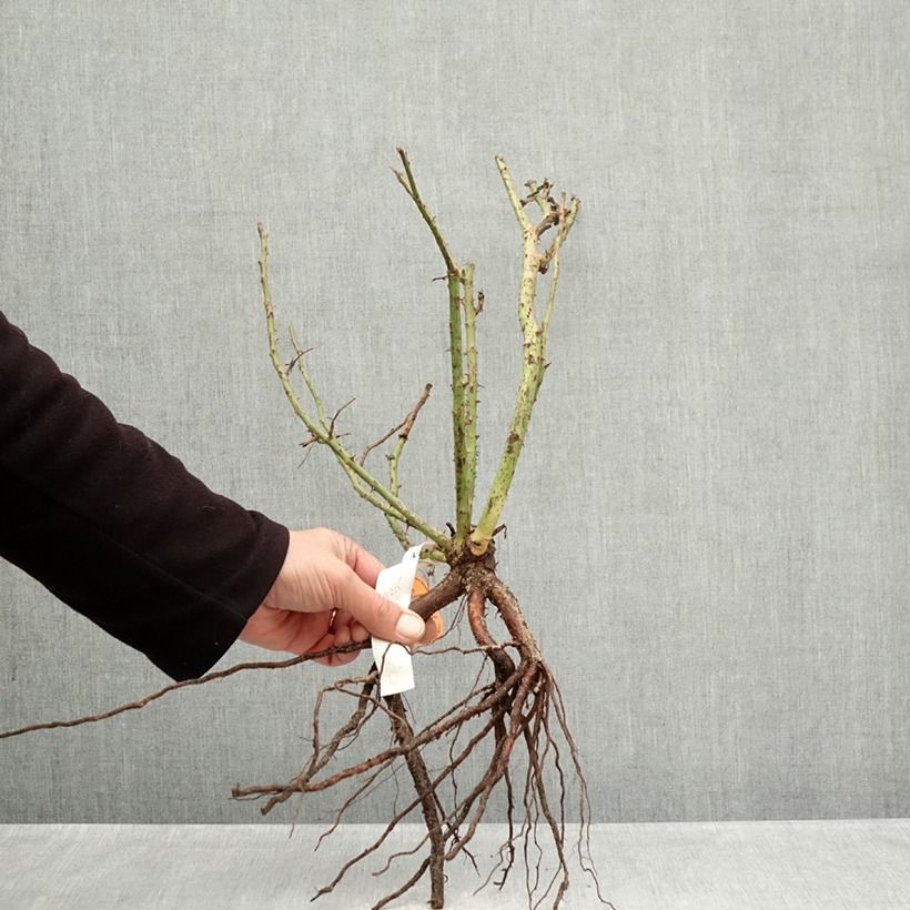 Exemplaar van Rosa Belles Rives - Grootbloemige roos Naakte wortel zoals geleverd in de winter