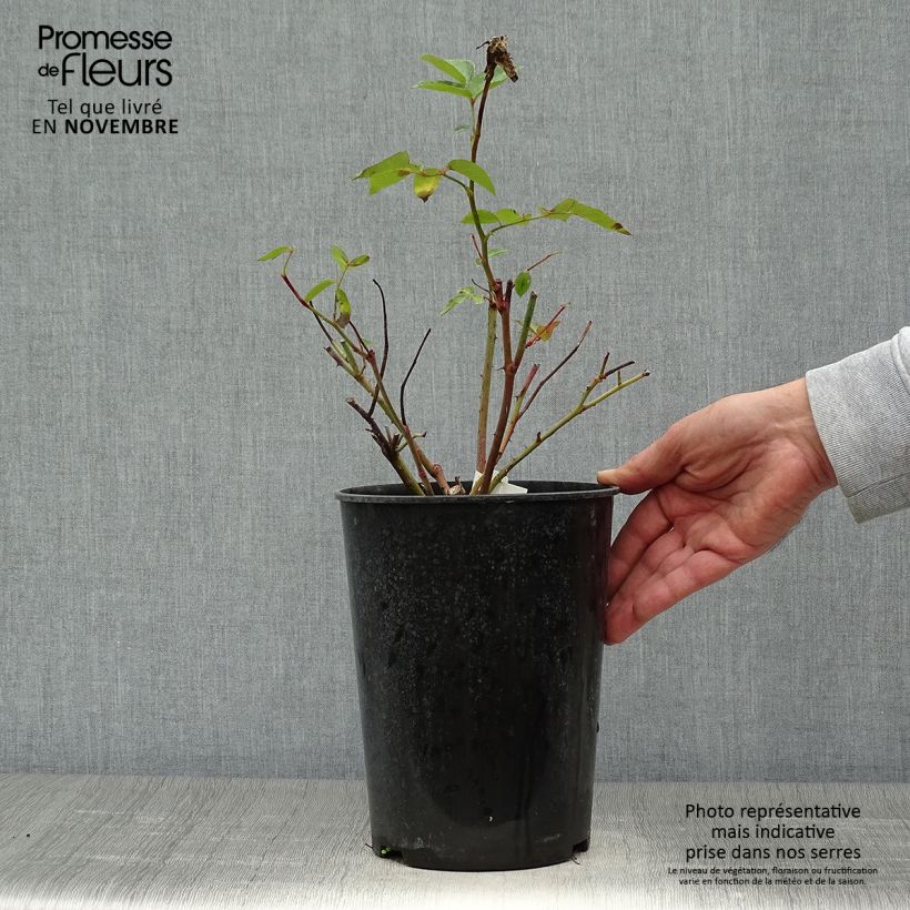 Exemplaar van Rosa Bernadette Lafont - Grootbloemige roos Pot van 4 l/5 l zoals geleverd in de herfst