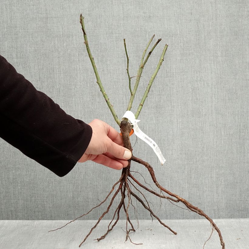 Example of Rosa Black Baccara - Grootbloemige roos Naakte wortel as you get in hiver