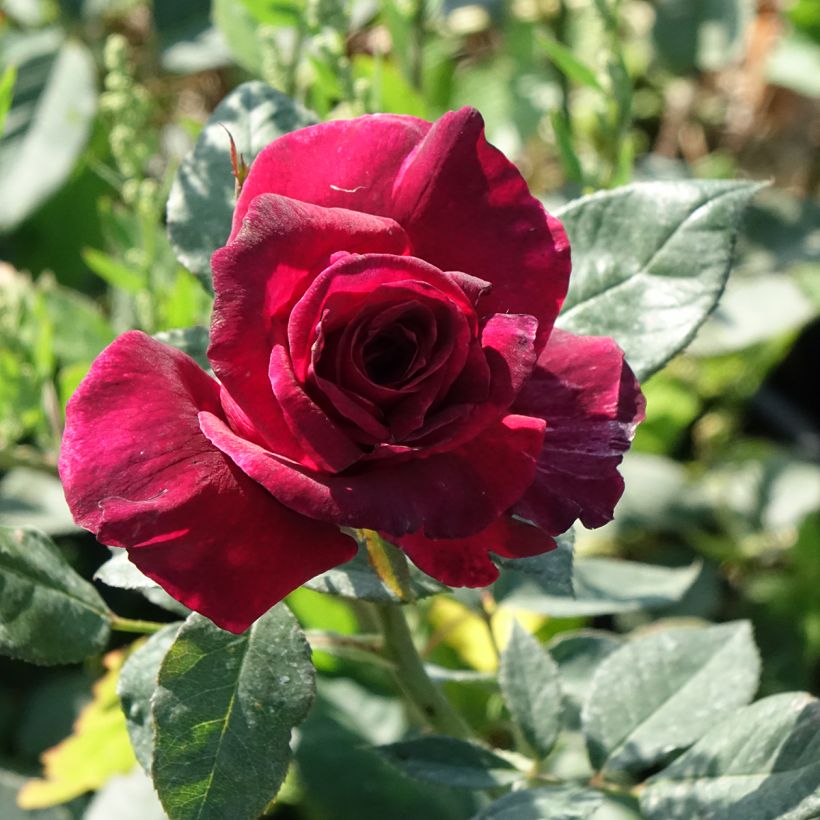 Rosa Black Perfumella - Grootbloemige roos (Bloei)