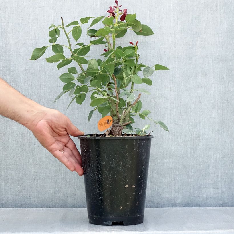 Exemplaar van Rosa Black Perfumella - Grootbloemige roos Pot van 4 l/5 l zoals geleverd in de zomer