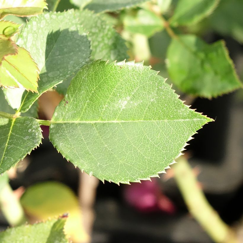 Rosa Blue Eden - Grootbloemige roos (Blad)