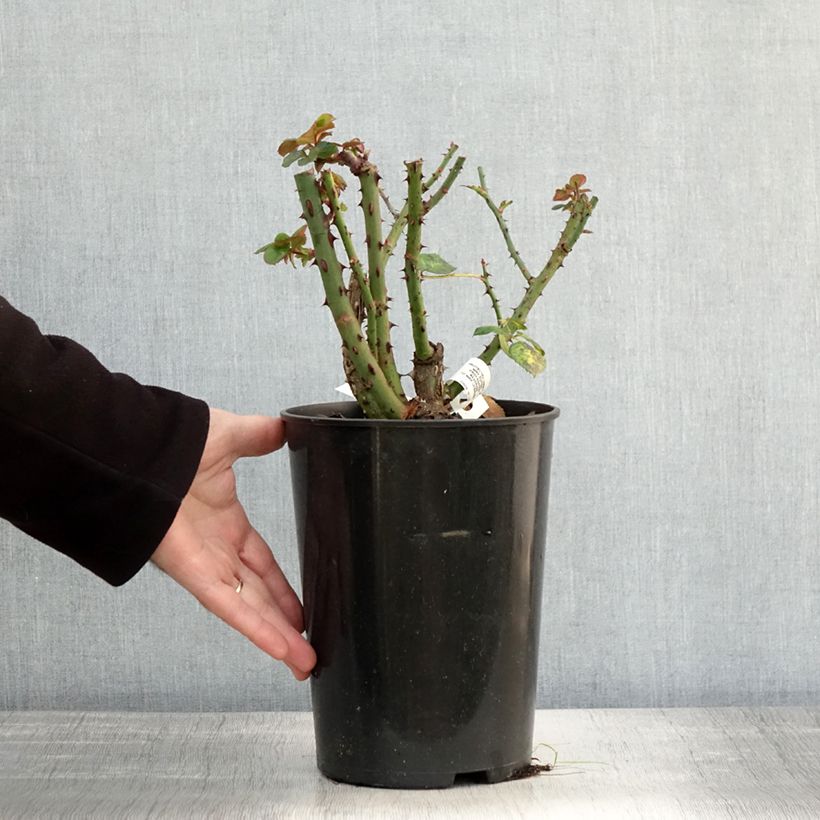 Exemplaar van Rosa Blue Girl - Grootbloemige roos Pot van 4 l/5 l zoals geleverd in de herfst