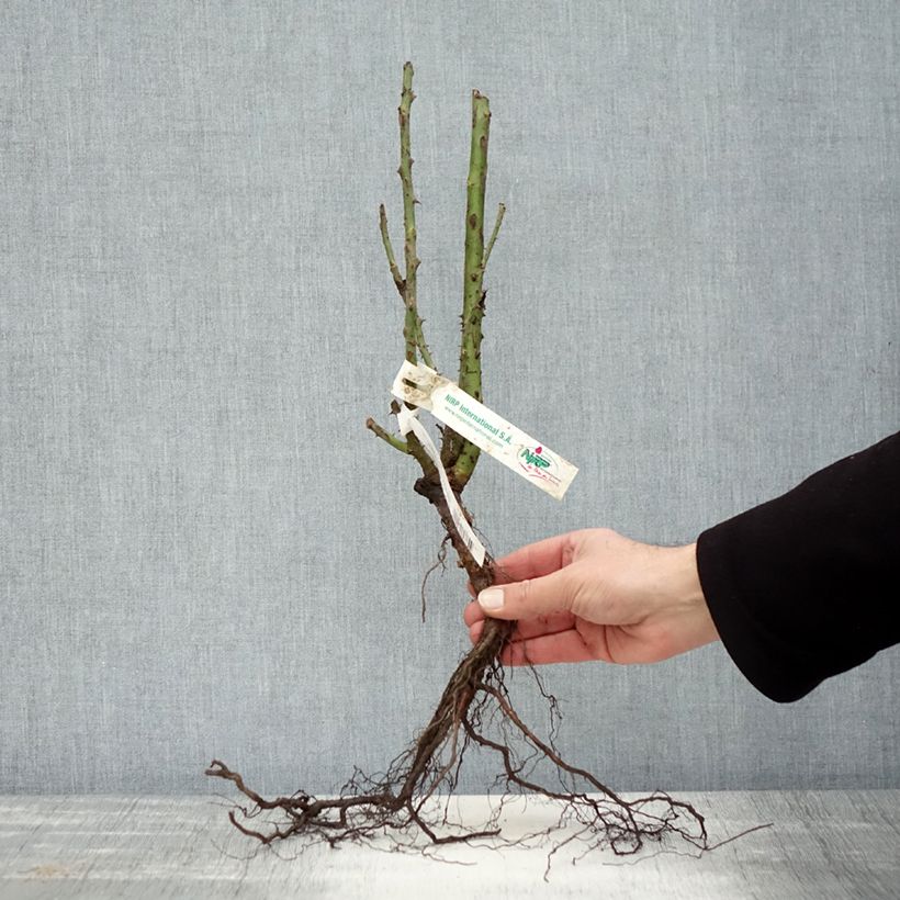 Exemplaar van Rosa Blue Girl - Grootbloemige roos Naakte wortel zoals geleverd in de winter