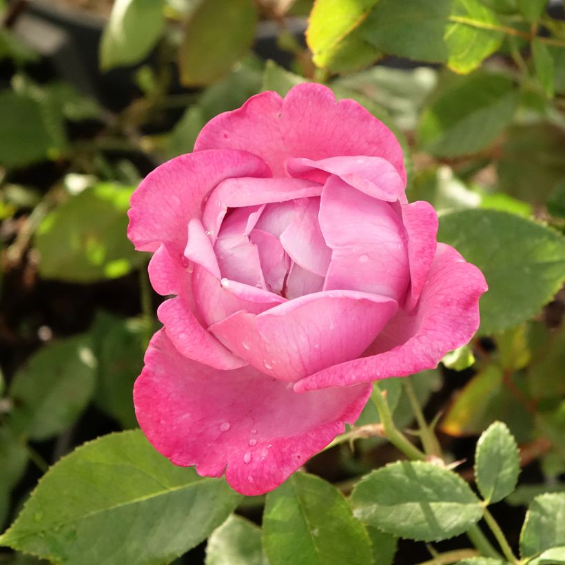 Rosa Blue River - Grootbloemige roos (Bloei)