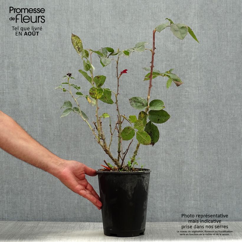 Exemplaar van Rosa Bolshoï - Grootbloemige roos Pot van 4 l/5 l zoals geleverd in de zomer