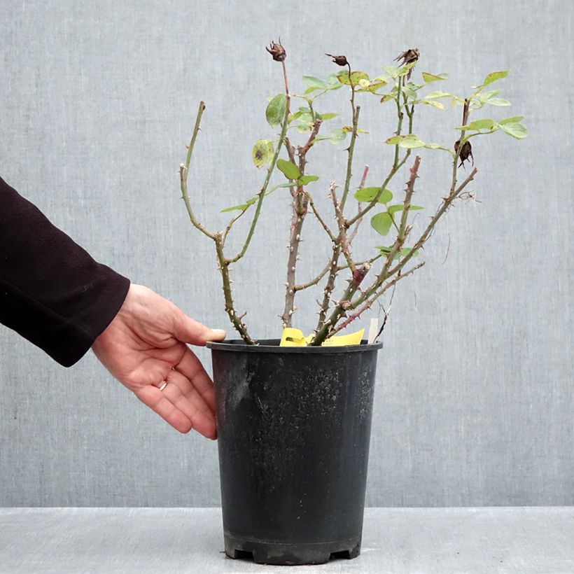 Exemplaar van Rosa Boreale - Grootbloemige roos Pot van 4 l/5 l zoals geleverd in de herfst