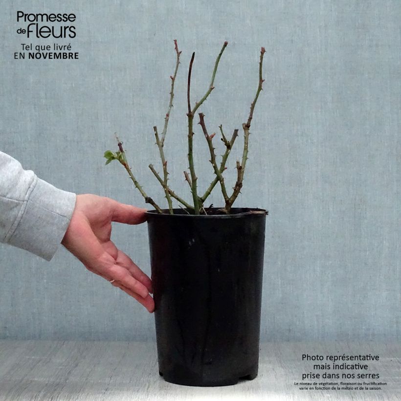 Exemplaar van Rosa Borneo Odore - Grootbloemige roos Pot van 4 l/5 l zoals geleverd in de herfst
