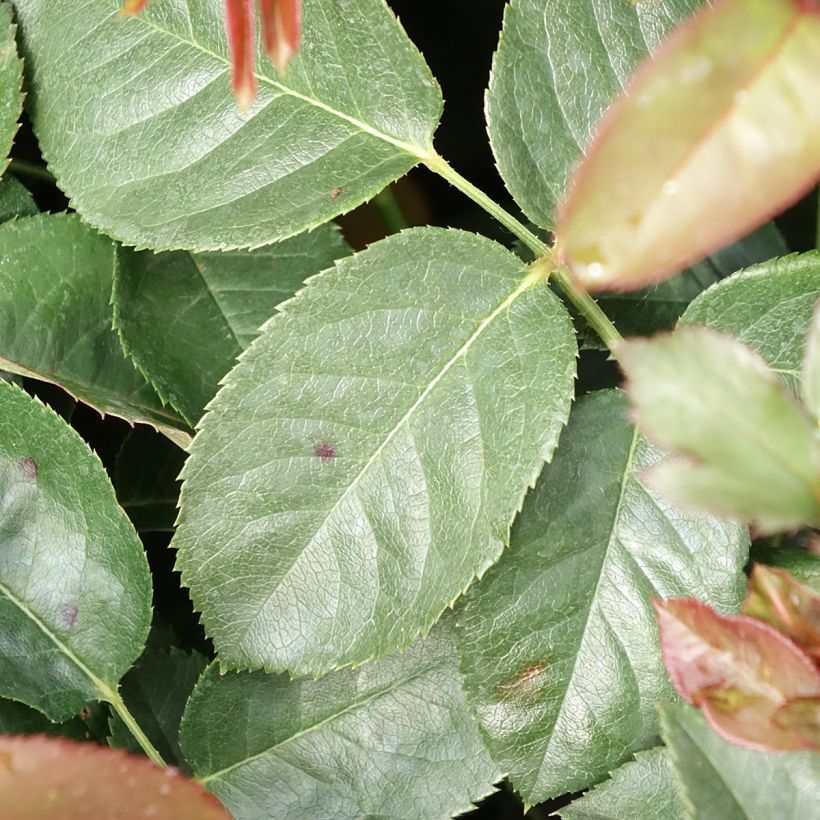 Rosa Borneo Odore - Grootbloemige roos (Blad)
