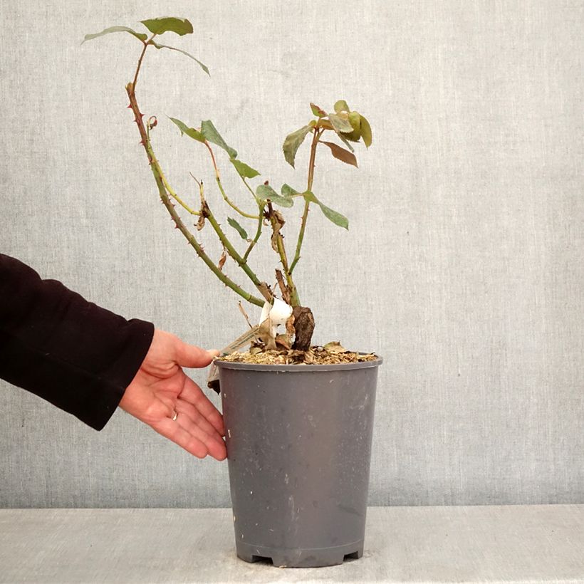 Exemplaar van Rosa Broadway - Grootbloemige roos Pot van 4 l/5 l zoals geleverd in de lente