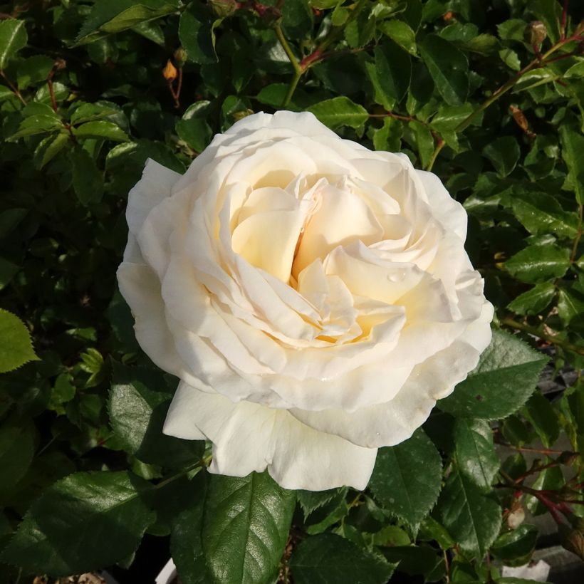 Rosa Top Cream - Grootbloemige roos (Bloei)