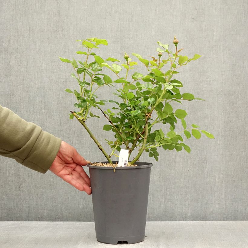 Exemplaar van Rosa Top Cream - Grootbloemige roos Pot van 4 l/5 l zoals geleverd in de lente