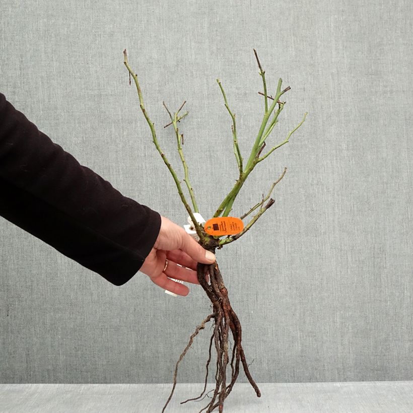 Example of Rosa Top Cream - Grootbloemige roos Naakte wortel as you get in hiver