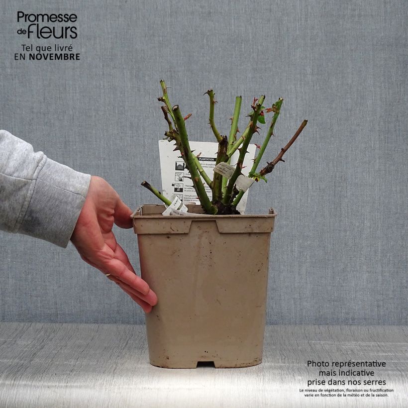 Exemplaar van Rosa Camille Pissarro - Grootbloemige roos Pot van 4 l/5 l zoals geleverd in de herfst