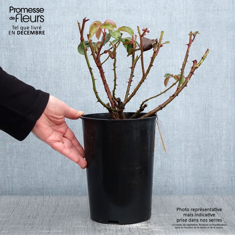 Exemplaar van Rosa Candlelight - Grootbloemige roos Pot van 4 l/5 l zoals geleverd in de herfst