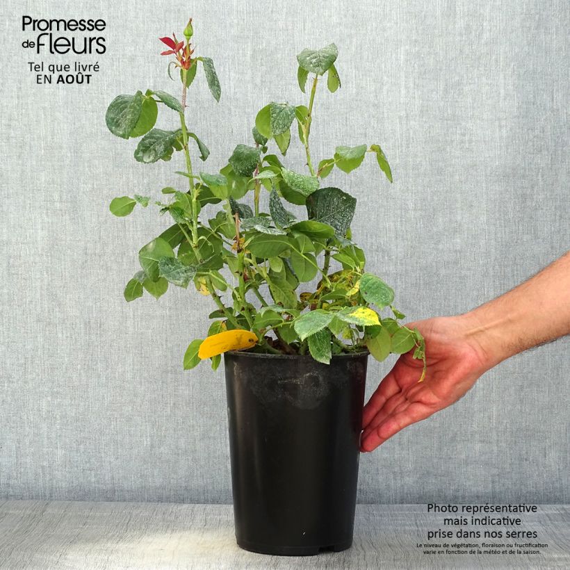 Exemplaar van Rosa Candlelight - Grootbloemige roos Pot van 4 l/5 l zoals geleverd in de zomer