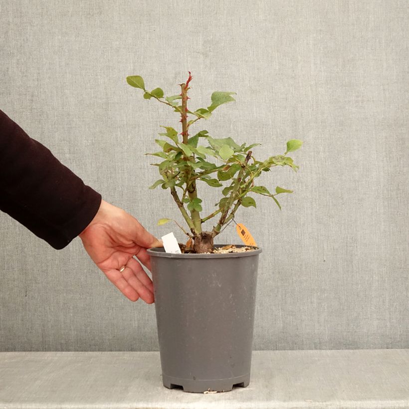 Exemplaar van Rosa Caprice de Meilland - Grootbloemige roos Pot van 4 l/5 l zoals geleverd in de lente