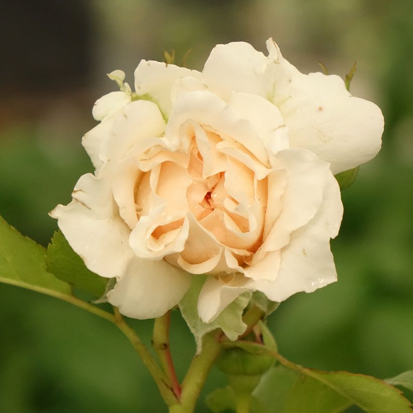 Rosa Catherine Frot - Grootbloemige roos (Bloei)
