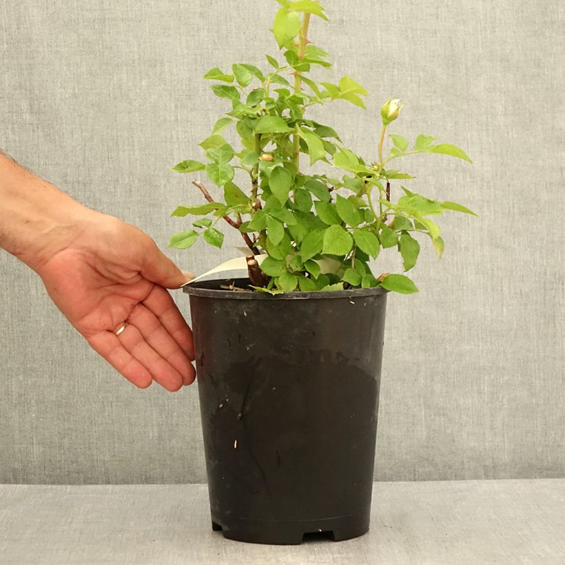 Exemplaar van Rosa Catherine Frot - Grootbloemige roos Pot van 4 l/5 l zoals geleverd in de zomer