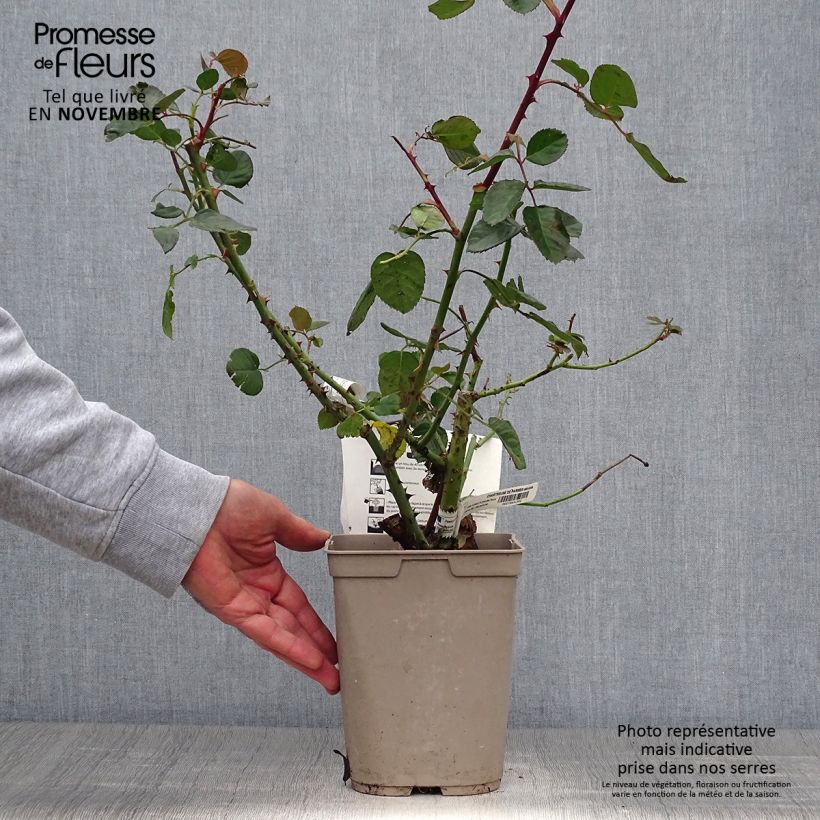 Exemplaar van Rosa Chartreuse de Parme - Grootbloemige roos Pot van 3 l/4 l zoals geleverd in de herfst