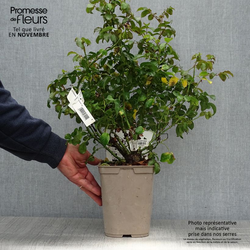 Exemplaar van Rosa Belle de Jour - Grootbloemige roos Pot van 3 l/4 l zoals geleverd in de herfst