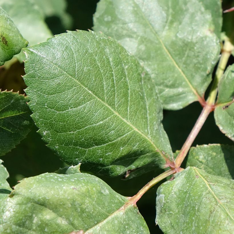 Rosa Christophe Colomb - Grootbloemige roos (Blad)