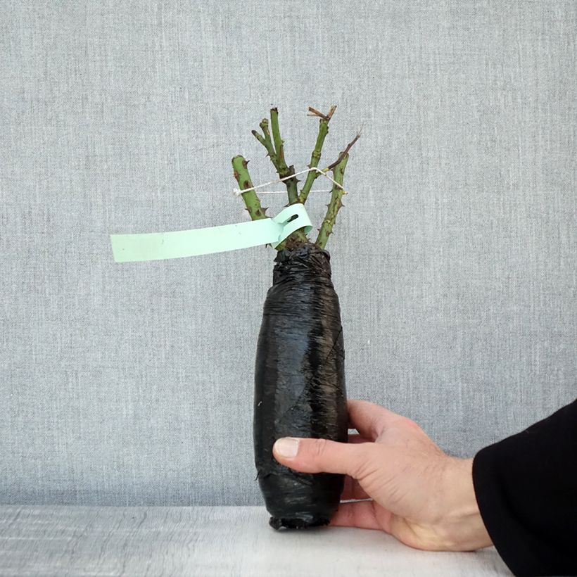 Exemplaar van Rosa Clair Renaissance - Grootbloemige roos In kluit zoals geleverd in de winter