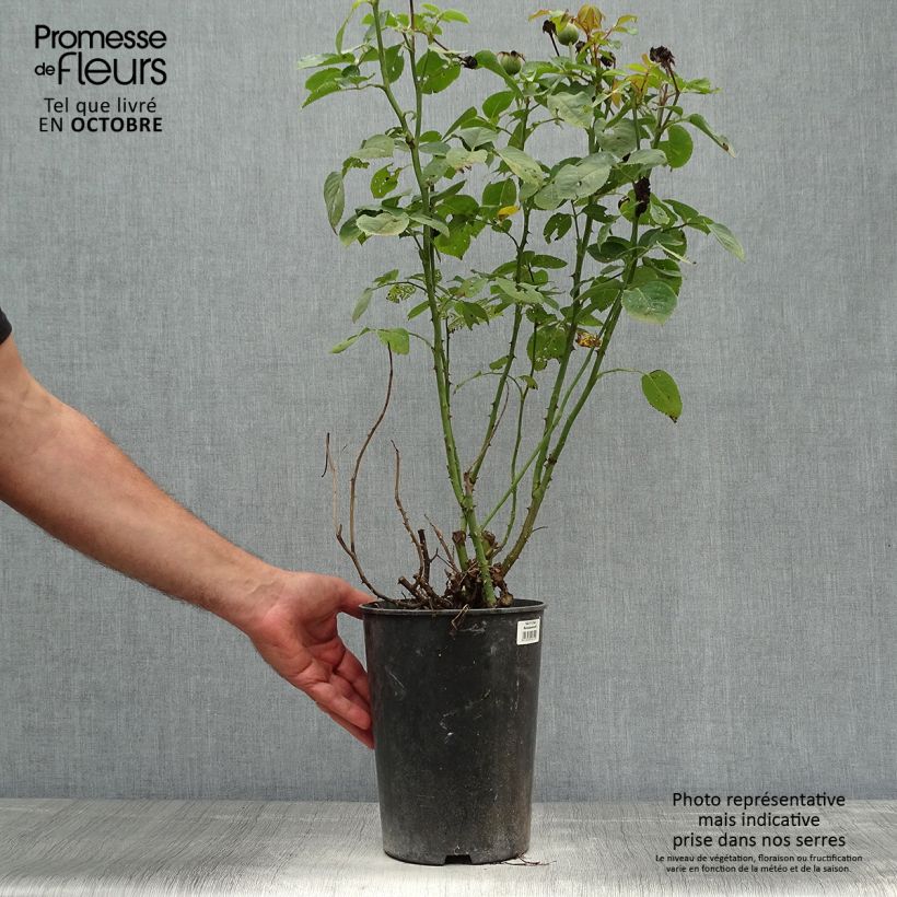 Exemplaar van Rosa Clair Renaissance - Grootbloemige roos Pot van 4 l/5 l zoals geleverd in de herfst