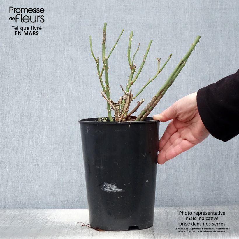 Exemplaar van Rosa Clair Renaissance - Grootbloemige roos Pot van 4 l/5 l zoals geleverd in de lente