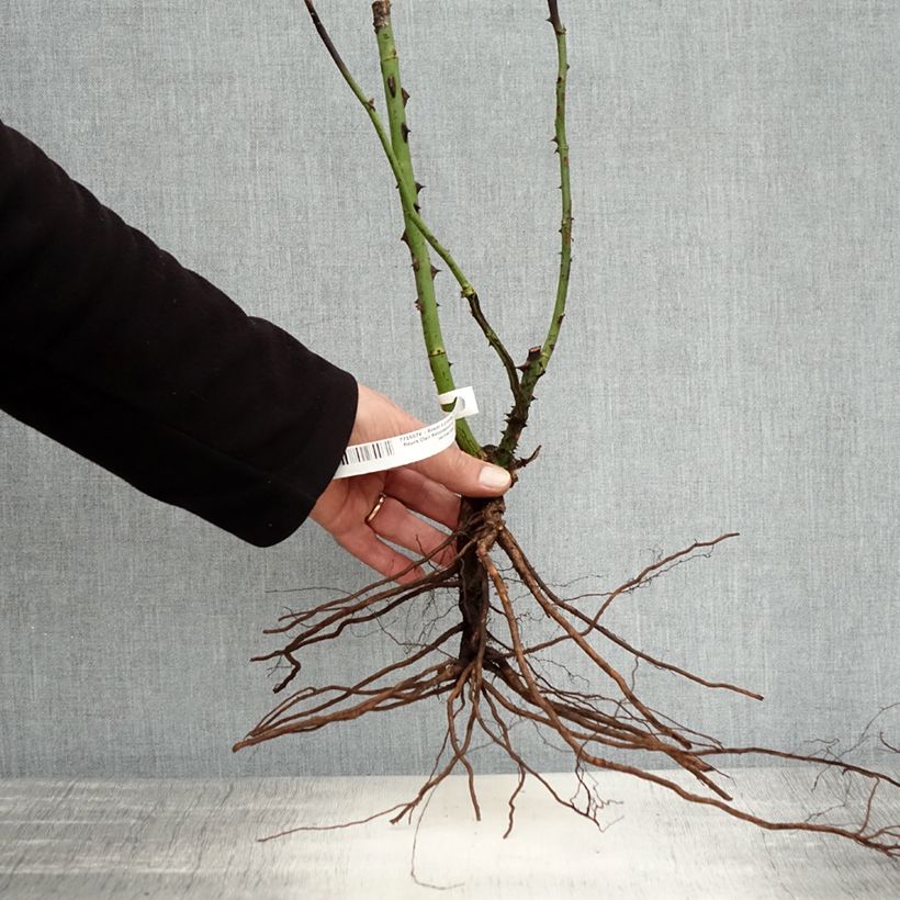 Exemplaar van Rosa Clair Renaissance - Grootbloemige roos Naakte wortel zoals geleverd in de winter