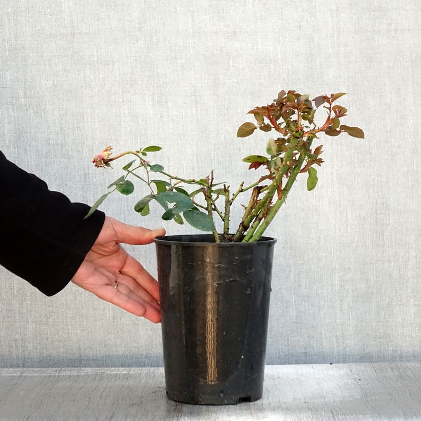 Exemplaar van Rosier à grandes fleurs Claire Marshall Pot de 2L/3L zoals geleverd in de herfst