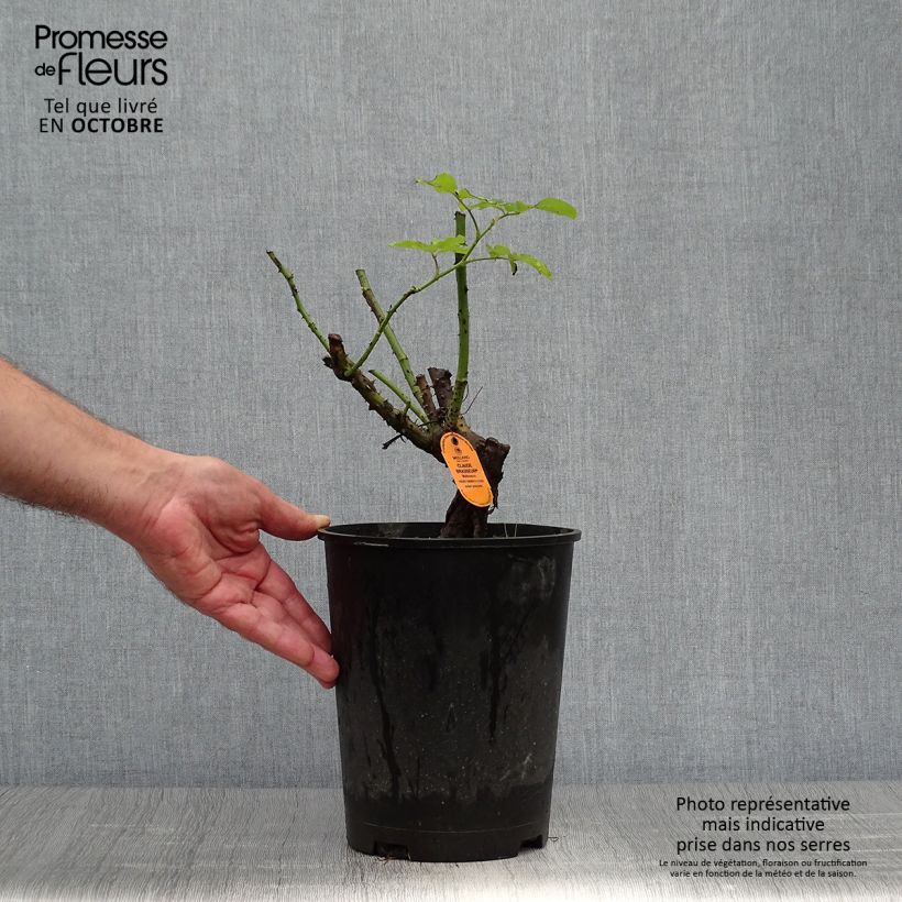 Exemplaar van Rosa Claude Brasseur - Grootbloemige roos Pot van 4 l/5 l zoals geleverd in de herfst