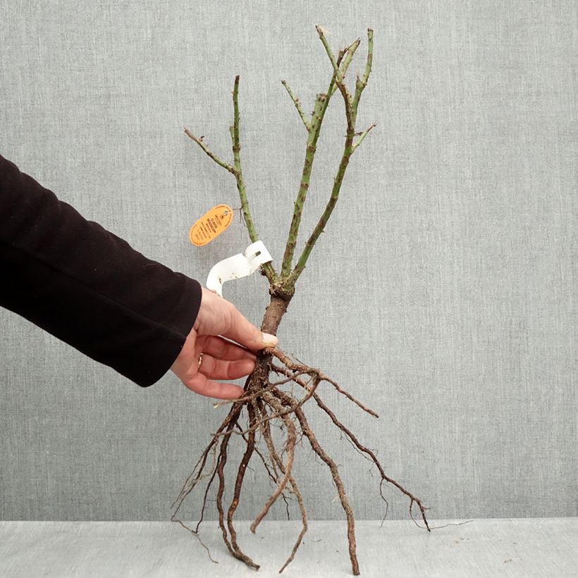 Exemplaar van Rosa Claude Brasseur - Grootbloemige roos Naakte wortel zoals geleverd in de winter