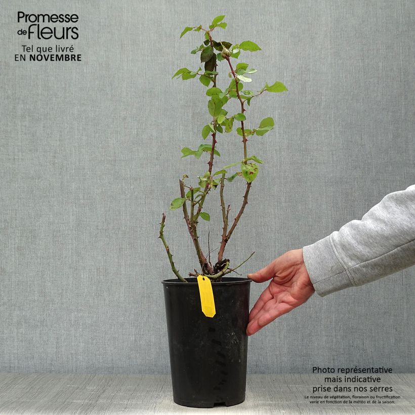 Exemplaar van Rosa Courage - Grootbloemige roos Pot van 4 l/5 l zoals geleverd in de herfst