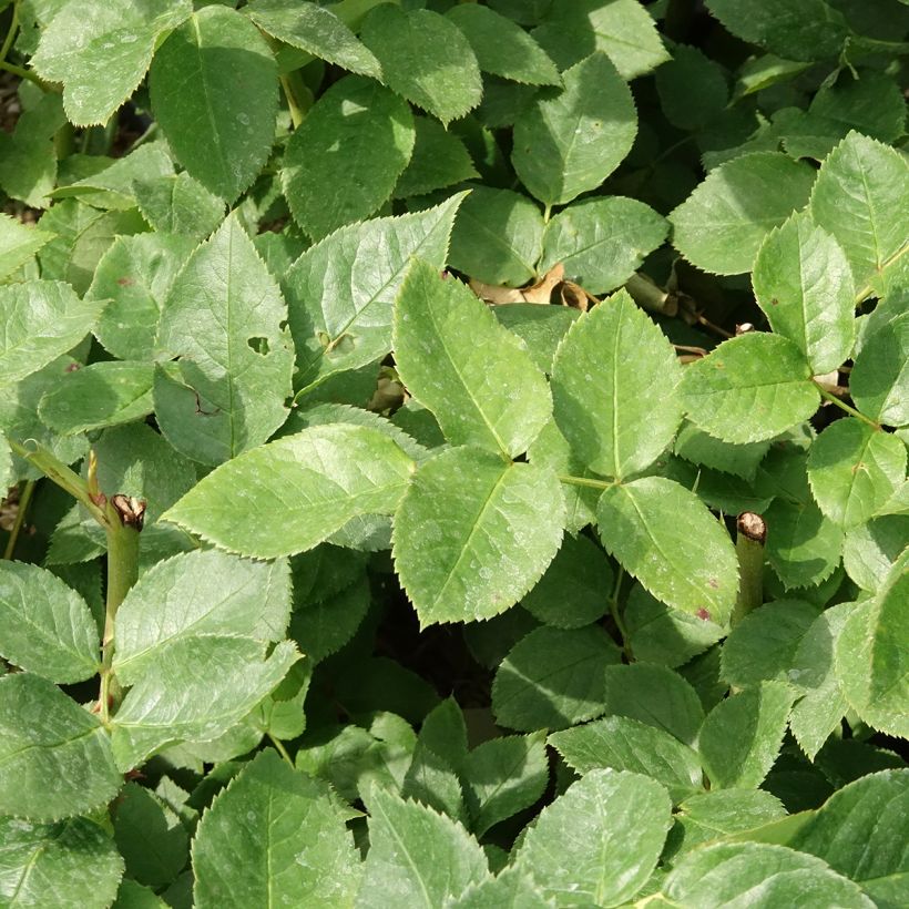 Rosa Courage - Grootbloemige roos (Blad)