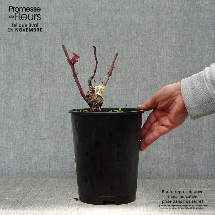 Exemplaar van Rosa Crazy Fashion - Grootbloemige roos Pot van 4 l/5 l zoals geleverd in de herfst