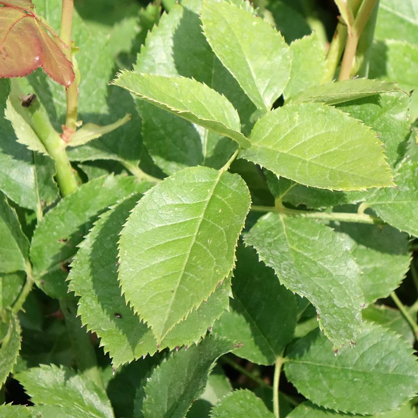 Rosa Crémet d'Anjou - Trosroos (Blad)
