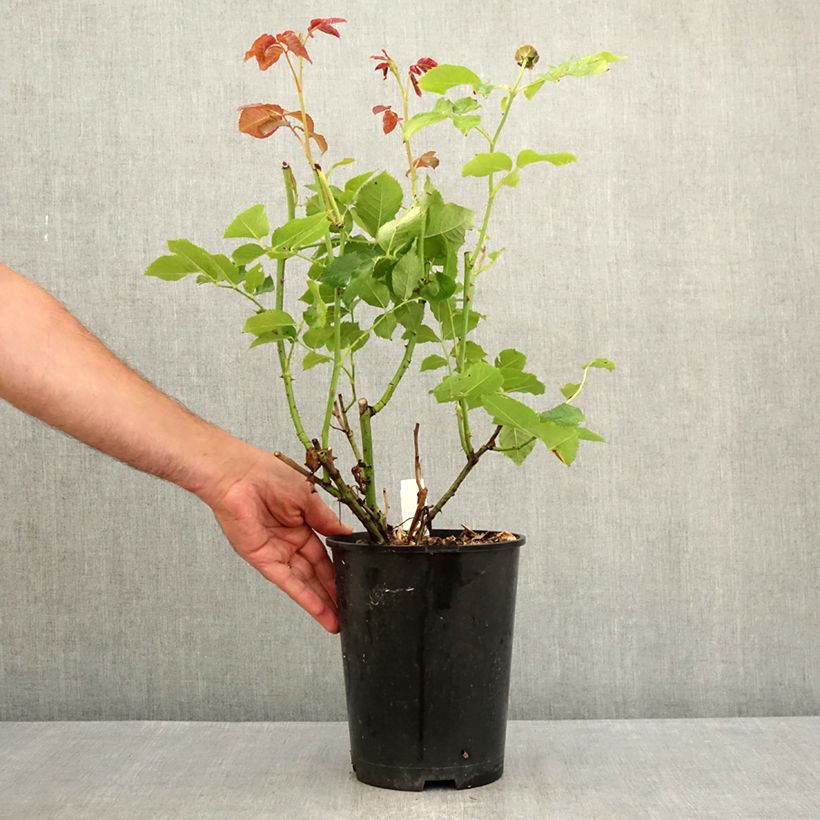 Exemplaar van Rosa Crémet d'Anjou - Trosroos Pot van 4 l/5 l zoals geleverd in de zomer