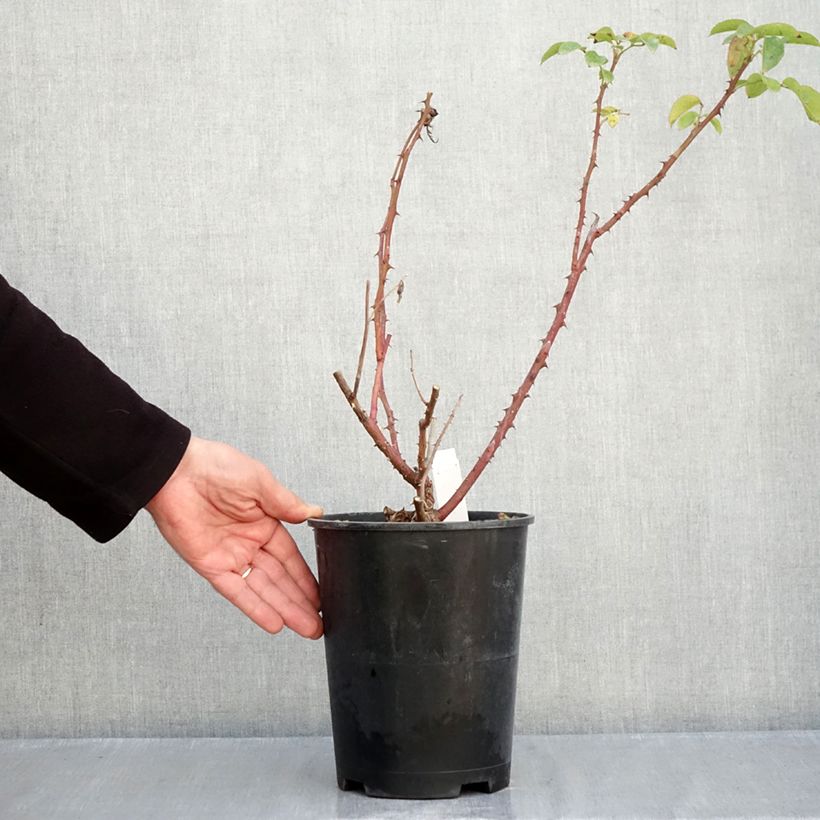 Exemplaar van Rosa Criterion - Grootbloemige roos Pot van 4 l/5 l zoals geleverd in de herfst