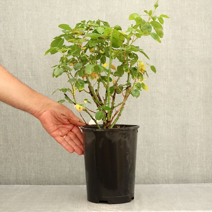 Exemplaar van Rosa Criterion - Grootbloemige roos Pot van 4 l/5 l zoals geleverd in de zomer