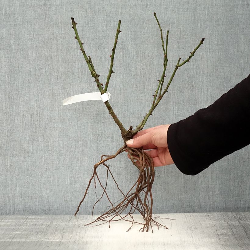 Exemplaar van Rosa Dame de Coeur - Grootbloemige roos Naakte wortel zoals geleverd in de winter