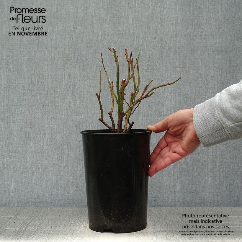 Exemplaar van Rosa Diamond Jubilee - Grootbloemige roos Pot van 4 l/5 l zoals geleverd in de herfst
