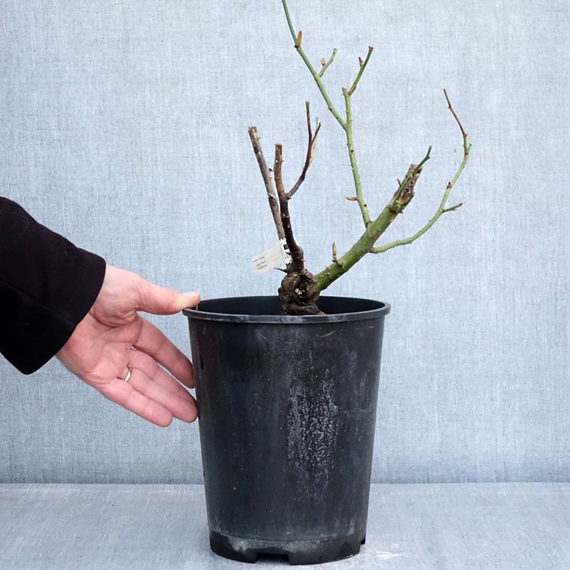 Exemplaar van Rosa Dioressence - Grootbloemige roos Pot van 4 l/5 l zoals geleverd in de winter