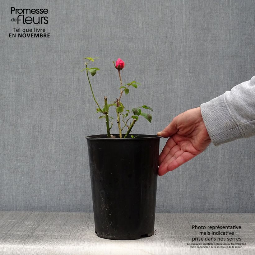 Exemplaar van Rosa Elaine Paige - Grootbloemige roos Pot van 4 l/5 l zoals geleverd in de herfst