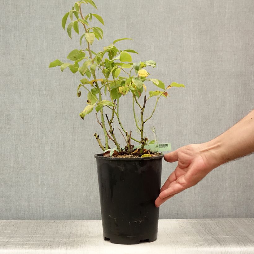 Exemplaar van Rosa Elaine Paige - Grootbloemige roos Pot van 4 l/5 l zoals geleverd in de zomer
