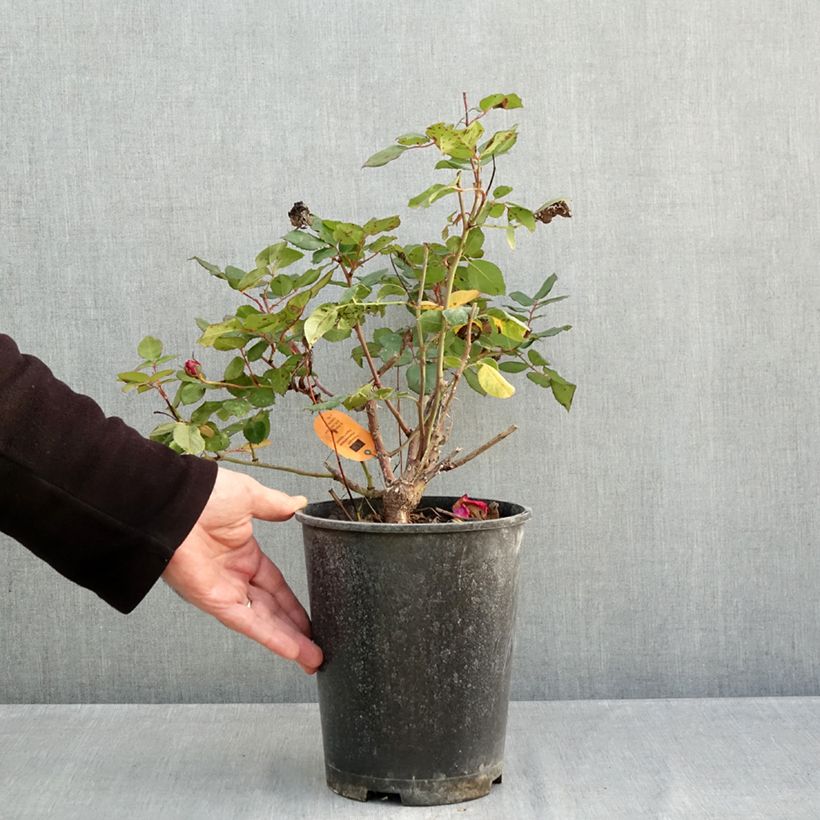 Exemplaar van Rosier à grandes fleurs Elégance Française Pot de 4L/5L zoals geleverd in de herfst