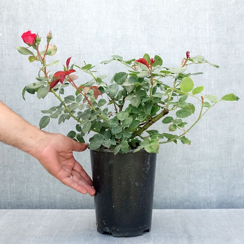Exemplaar van Rosier à grandes fleurs Elégance Française Pot de 4L/5L zoals geleverd in de zomer