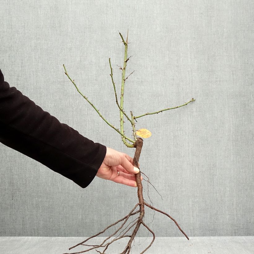 Exemplaar van Rosier à grandes fleurs Elégance Française Petites Racines nues zoals geleverd in de winter