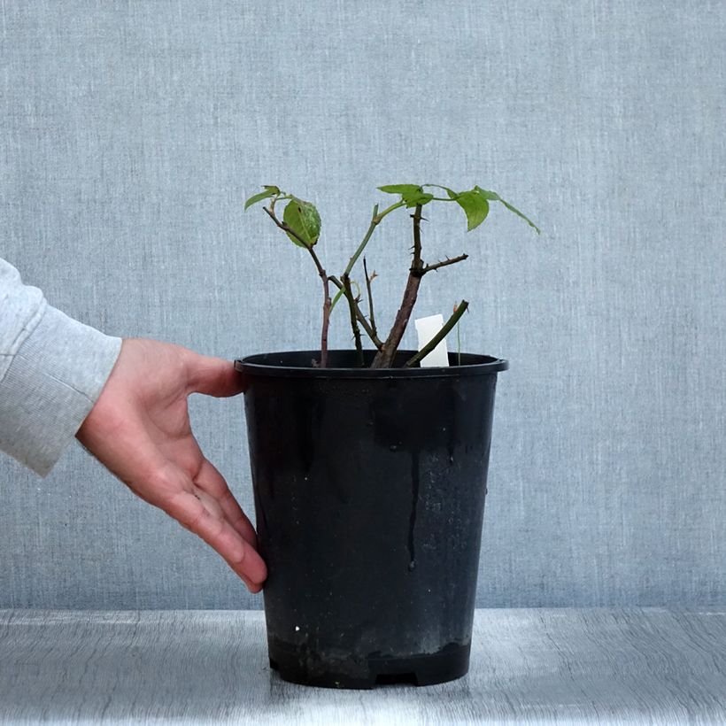 Exemplaar van Rosier à grandes fleurs Eleganza Limona Pot de 4L/5L zoals geleverd in de herfst