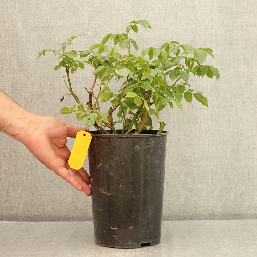 Exemplaar van Rosa Limona - Grootbloemige roos Pot van 4 l/5 l zoals geleverd in de zomer
